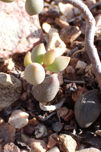 Adromischus filicaulis