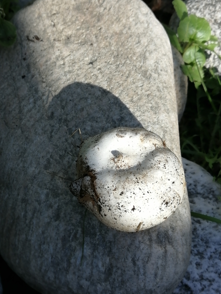Phallus impudicus · August 2024 · photo: © ro_ko (iNaturalist, cc-by)