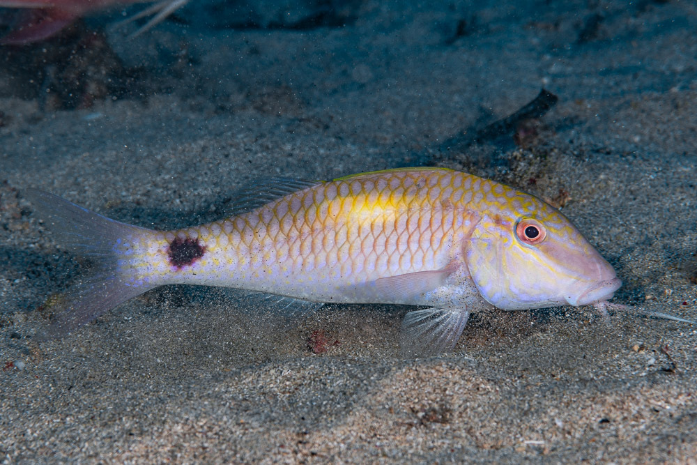 Indian Goatfish
