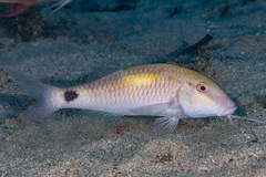 Indian Goatfish photo 1