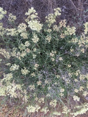 Eriogonum heracleoides
