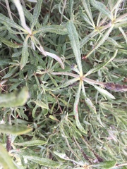 Eriogonum heracleoides