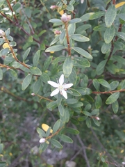 Agathosma crenulata