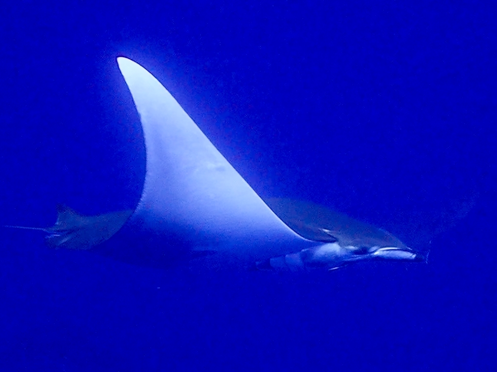 Sicklefin devil ray showing its pale underside in blue water