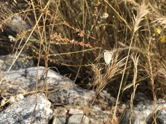 Euphilotes bernardino