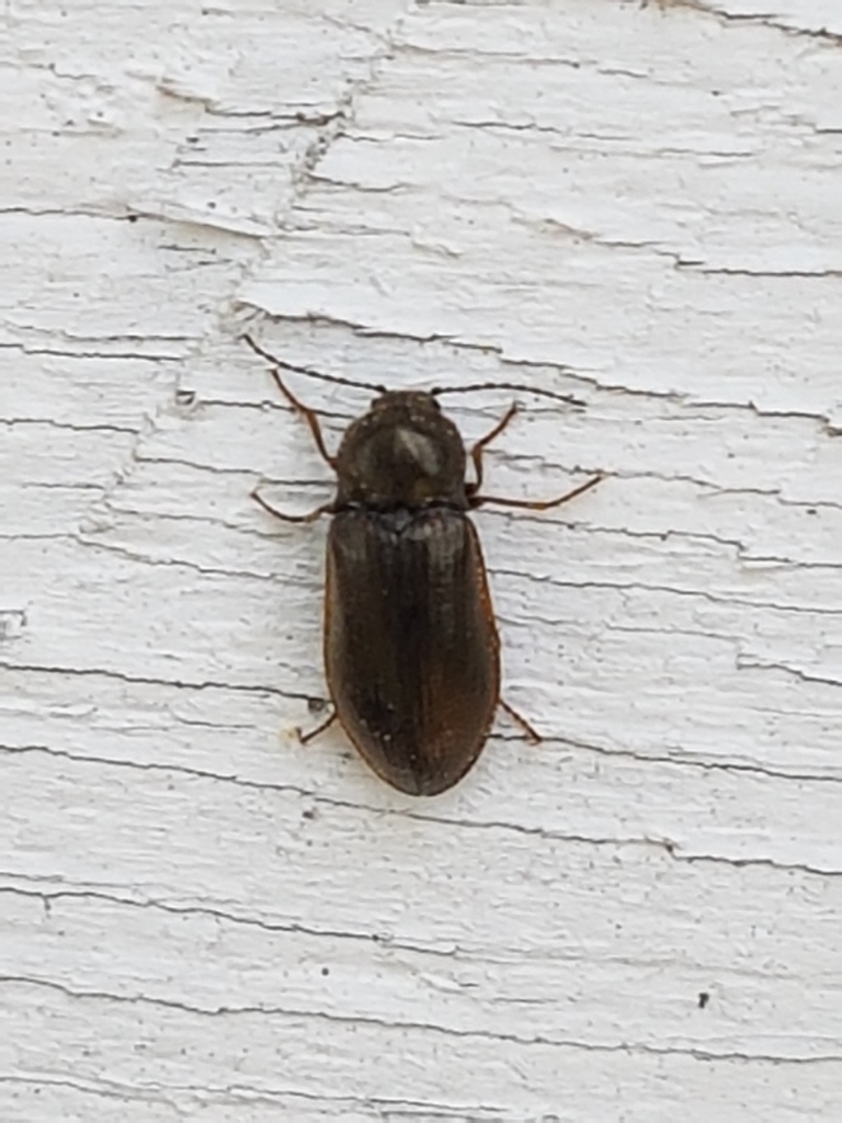 Eanus costalis
