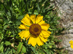 Helenium bigelovii