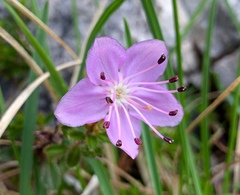 Rhodothamnus chamaecistus