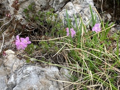 Rhodothamnus chamaecistus