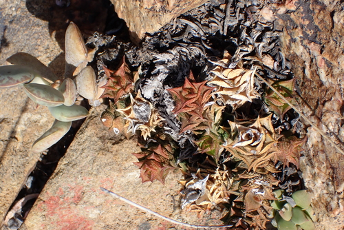 Astroloba corrugata