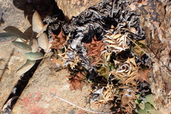 Astroloba corrugata