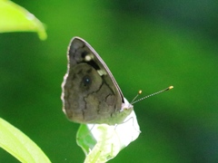 Eunica monima modesta