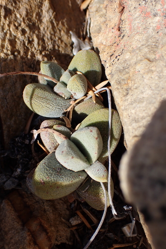 Crassula tecta