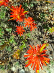 Castilleja chromosa
