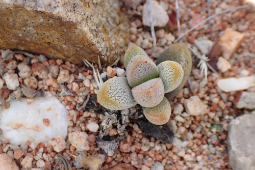 Crassula tecta