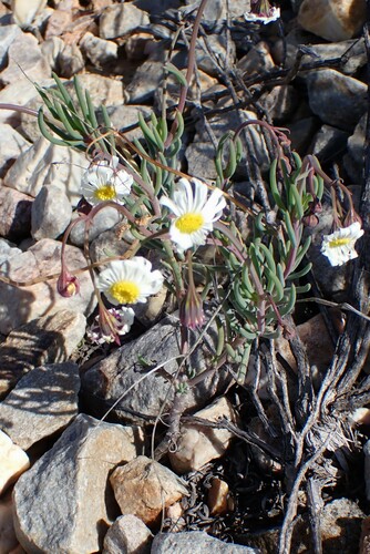 Crassothonna alba, photograph 4