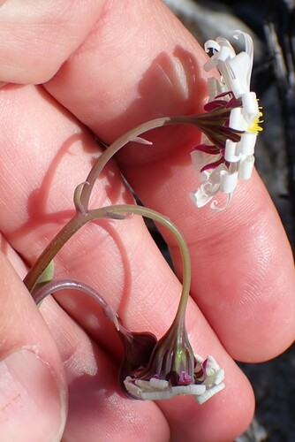 Crassothonna alba, photograph 6