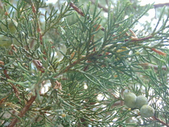 Juniperus deppeana zacatecensis