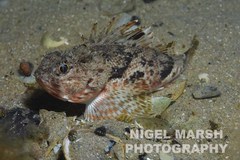 Maxillicosta scabriceps