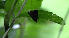 Hydrillodes abavalis