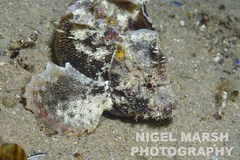 Aploactisoma milesii