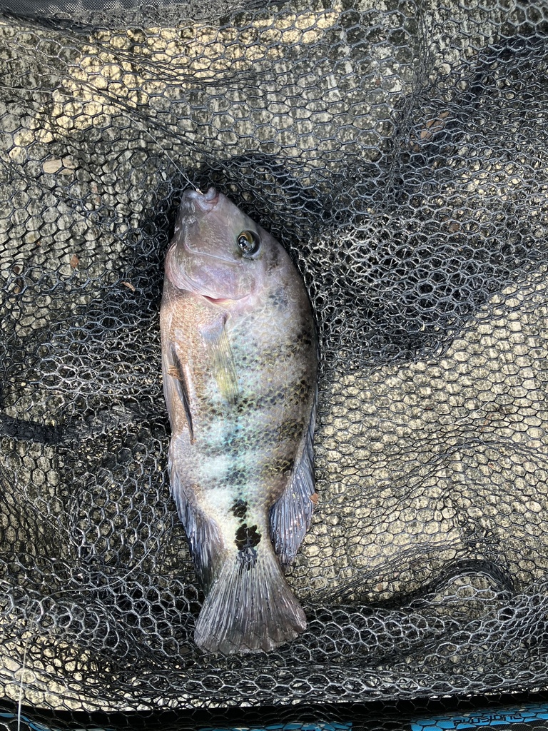 Blackstripe Cichlid