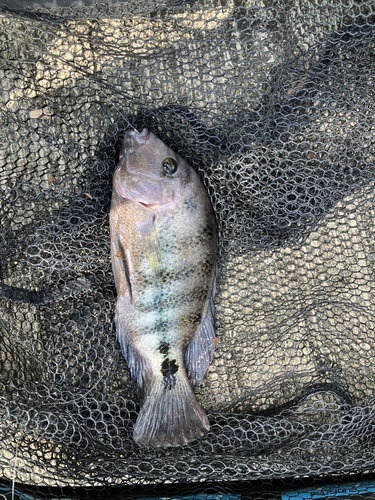 Blackstripe Cichlid