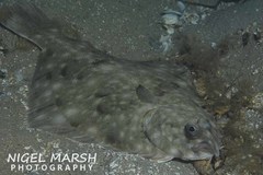 Rhombosolea tapirina