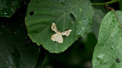 Krananda oliveomarginata