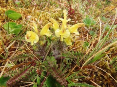 Pedicularis oederi