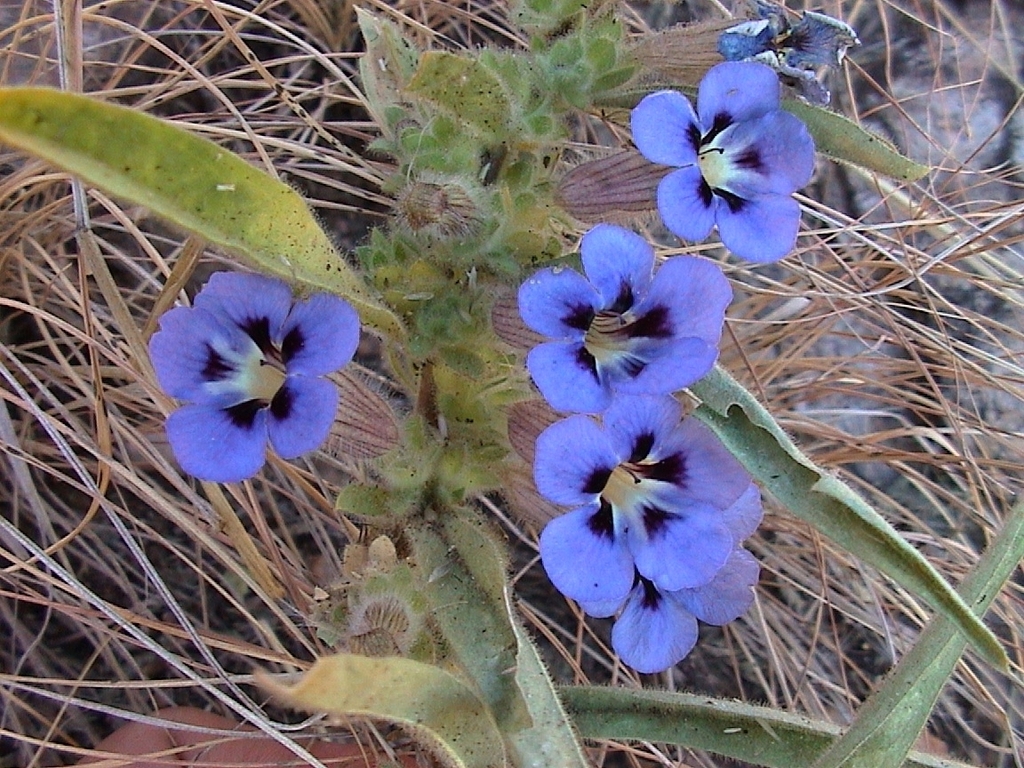 Aptosimum arenarium (Aptosimum arenarium)