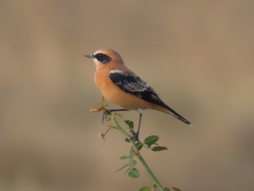 Western Black-eared Wheatear