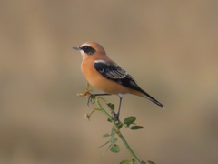 Black-Eared Wheatear photo 4