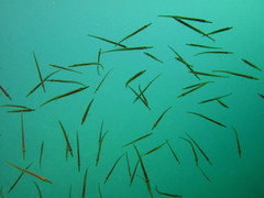 Aulorhynchus flavidus