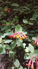Lonicera arizonica