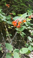 Lonicera arizonica