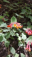 Lonicera arizonica