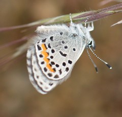 Euphilotes columbiae