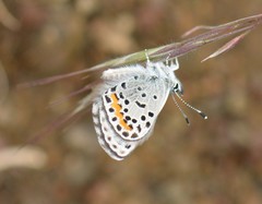 Euphilotes columbiae