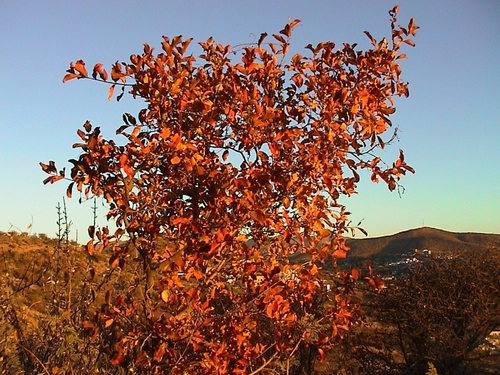 Image of Combretum apiculatum by (c) Stefan Wolmarans, some rights reserved (CC BY)
