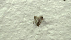 Rivula striatura