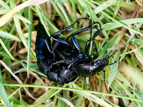 Violet ground beetle, Derbyshire, UK, photo 8 of 10