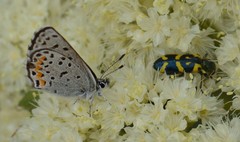 Euphilotes columbiae