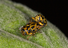 Pachybrachis hieroglyphicus