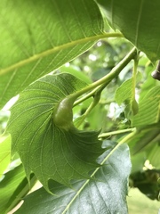 Dryocosmus kuriphilus