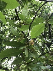 Dryocosmus kuriphilus