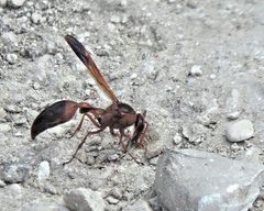Delta dimidiatipenne