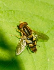 Parhelophilus integer