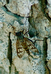 Rhagio mystaceus