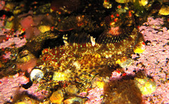 Artedius harringtoni